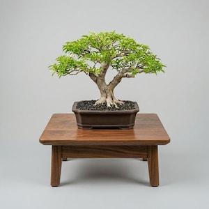 Bonsai di Wrightia Religiosa / Gelsomino d'acqua / Bonsai di media maturità / Caratteristica naturale di un albero secolare / Bonsai tropicale