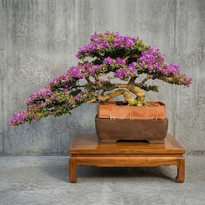 Verkligt träd - Bonsai Desmodium Blue Bell | Mellanstorlek