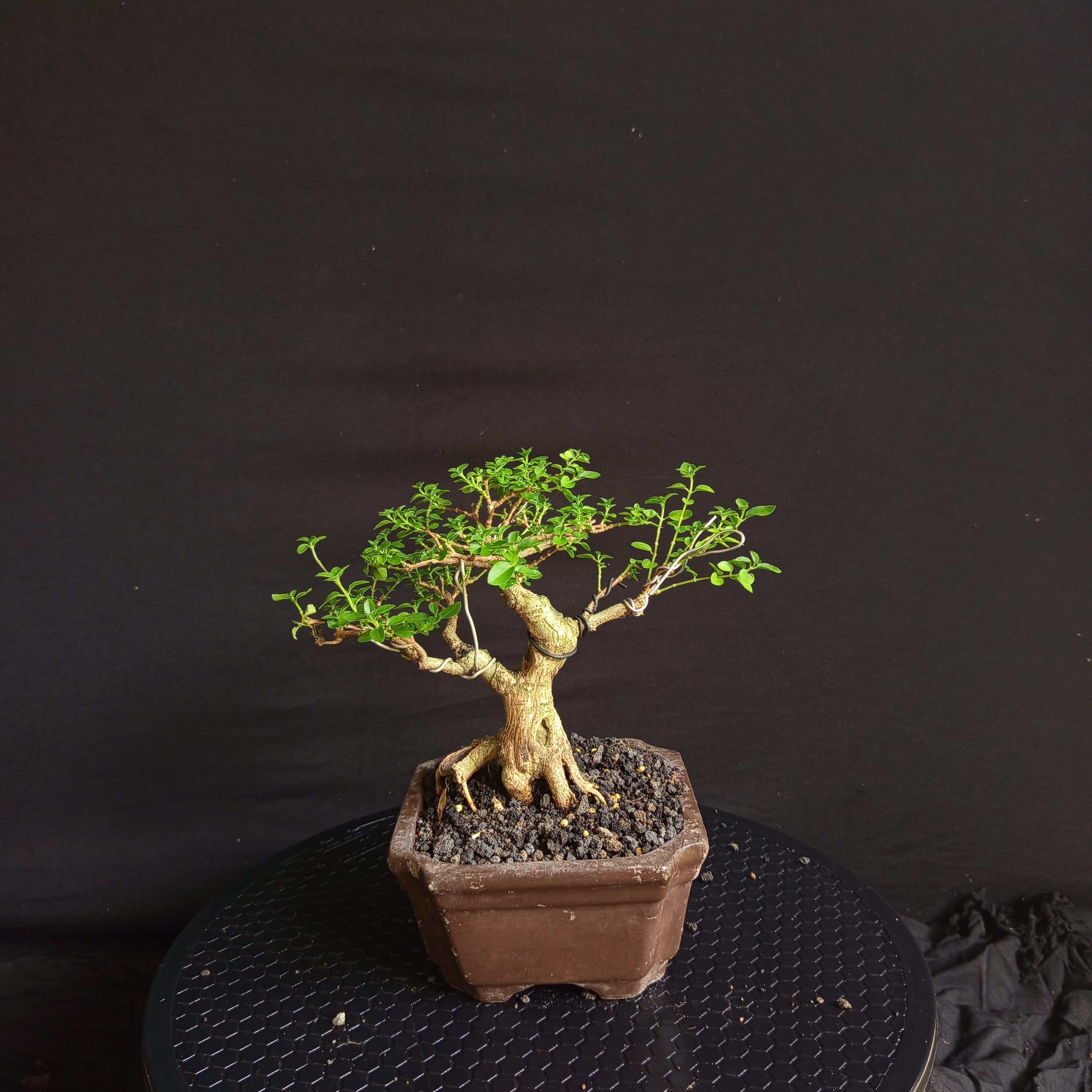 ebs bambus Fargesia robusta Campbell