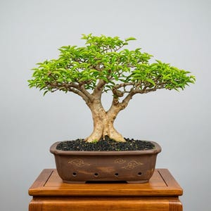 Bonsai di Wrightia Religiosa / Gelsomino d'acqua / Bonsai di media maturità / Caratteristica naturale di un albero secolare / Bonsai tropicale