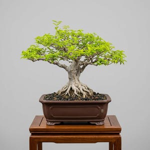 Wrightia Religiosa Bonsai Tree / Water Jasmine | Medium Mature Bonsai | Natural Old Tree Character | Tropical Bonsai