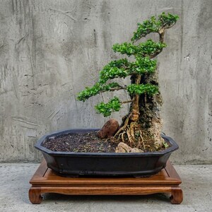 May include: A bonsai tree with small green leaves and a textured trunk growing against a tall, vertical rock formation. The tree is planted in a dark, shallow, octagonal ceramic pot, which rests on a rectangular wooden display stand.