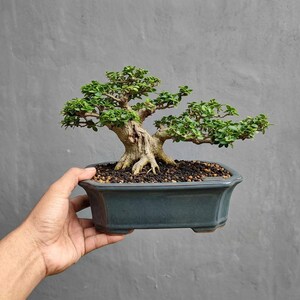 Può includere: Un bonsai con un tronco spesso, strutturato e marrone chiaro, con piccole foglie verde brillante, piantato in un vaso rettangolare in ceramica blu-grigio scuro riempito di terra scura e piccoli ciottoli, con una struttura dei rami equilibrata.