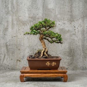 May include: A bonsai tree with small green leaves and a textured, light brown trunk, planted in a rectangular brown ceramic pot with gold-colored Japanese characters on the front, resting on a polished wooden display stand with four legs.