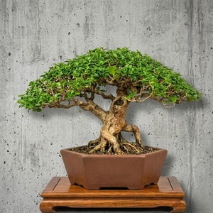 Op de afbeelding: Een bonsaiboom met een dikke, getextureerde bruine stam en dicht groen blad, geplant in een zeshoekige bruine keramische pot. De boom heeft zichtbare wortels en een brede, afgeronde kroon, rustend op een rechthoekige houten standaard.