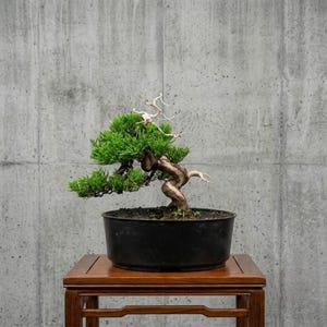 Rzeczywiste drzewo - Bonsai Juniperus Chinensis | Oryginalne martwe drewno Shimpaku