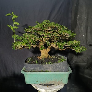 Premna Microphylla Reifen Bonsai-Baum Kleine Größe Höhe 35 cm Durchmesser Stamm 25 cm