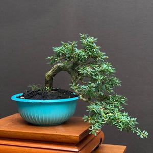 May include: A small bonsai tree with green leaves and a curved trunk, planted in a turquoise blue pot. The pot sits on a wooden stand with a dark brown background. The bonsai is a miniature tree, a form of living art.