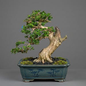May include: A bonsai tree with a thick, textured, light brown trunk and small green leaves, planted in a rectangular, blue-glazed ceramic pot. The pot features dark blue painted bamboo motifs and sits on four small feet, with black soil and moss.