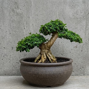 Può includere: Un piccolo bonsai in un vaso di ceramica marrone. L'albero ha un tronco spesso e strutturato e foglie verdi vibranti. Il vaso è rotondo e di colore marrone scuro. Lo sfondo è un muro di cemento grigio.