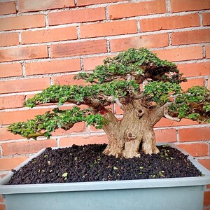 Premna Microphylla Reifen Bonsai Baum Kleine Größe Höhe 23 cm Durchmesser Stamm 31 cm - Lebende Pflanze