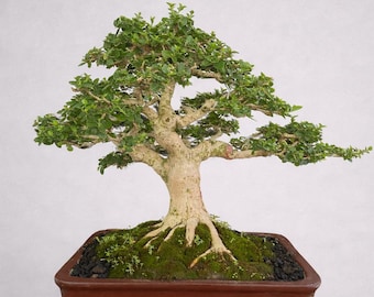 Real Pict Bonsai Tree Premna Micropylla:Small Size