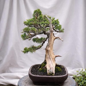 Real Pict Bonsai Tree Juniperus Chinensis Sargenti: klein formaat
