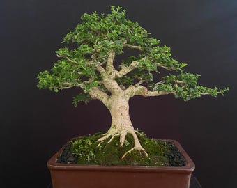 Árbol bonsái Premna Micropylla de imagen real: tamaño pequeño