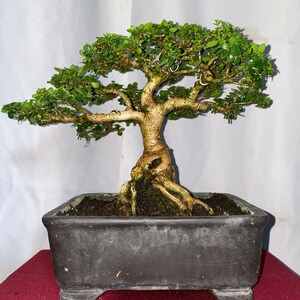 Árbol Bonsái Real Pict Premna Mecrophylla: Tamaño Pequeño