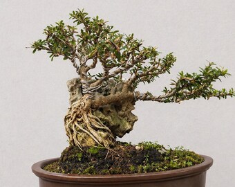 Bonsái de Desmodium blue bell Micro sobre roca (imagen real): tamaño pequeño.