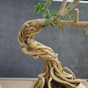 Bonsai Desmodium Blue Bell Expose Roots: Liten storlek