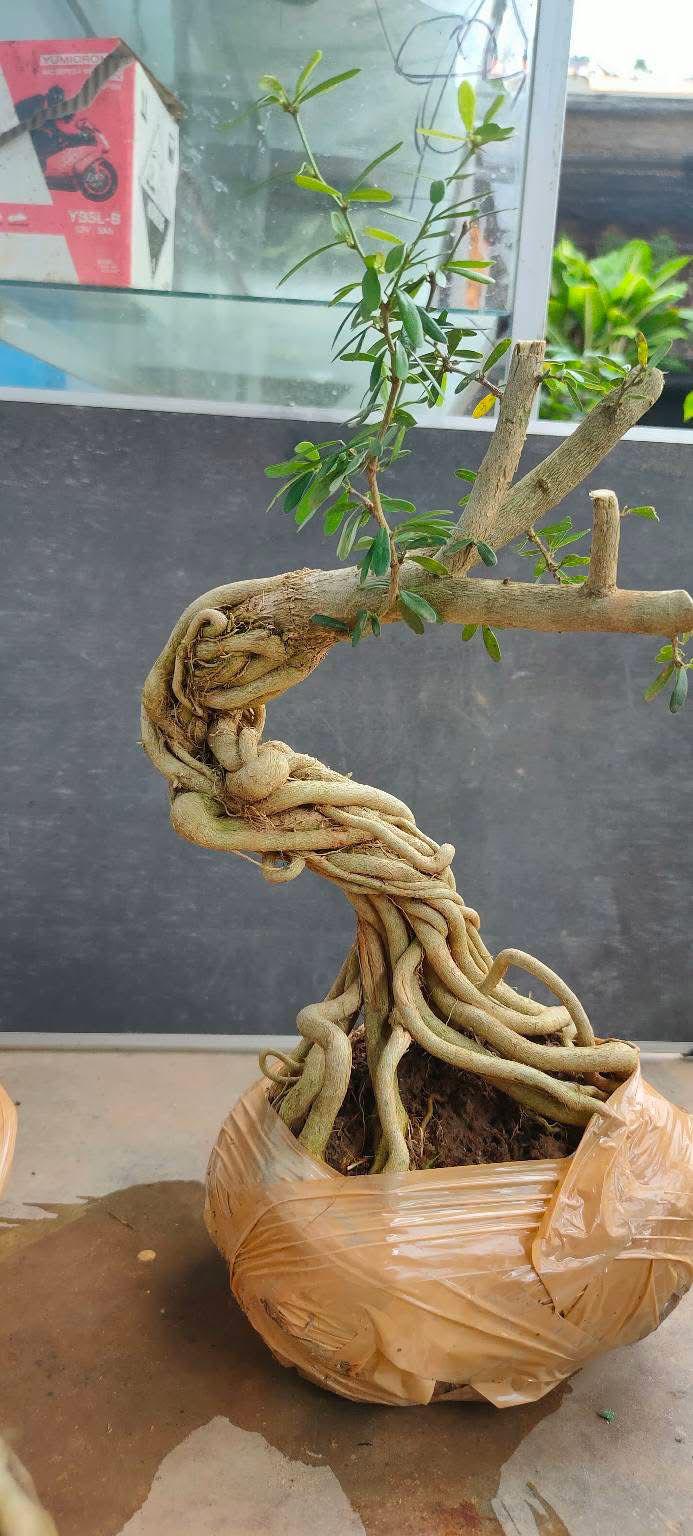 Bonsai Indonesia - Etsy