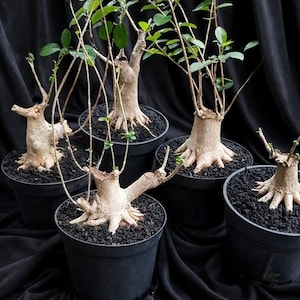 Może przedstawiać: Ręcznie robiony drewniany znak z napisem "Welcome" w stylu odręcznym. Znak jest pomalowany na biało z postarzanym wykończeniem, a mały zielony liść jest przymocowany na górze. Znak ma szerokość około 30 cm.