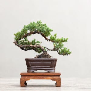 Verkligt träd - Bonsai Juniperus Chinensis: Liten storlek