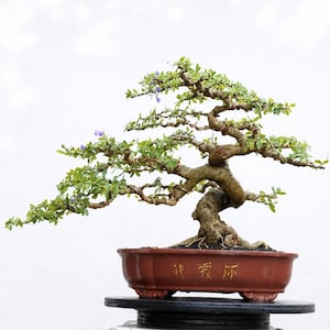 Real Pict Bonsai  Tree Desmodium blue bell: Small Size