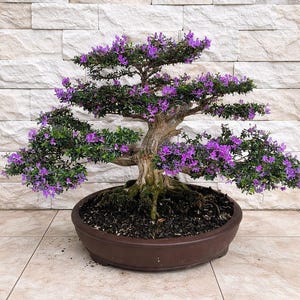 Real Pict Bonsai Desmodium blue bell: Small Size