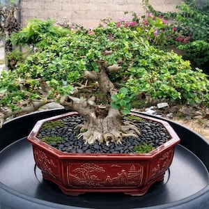 Premna Microphylla Bonsai Tree:Tropical Plan,Small Size Specimen Hight 25 cm