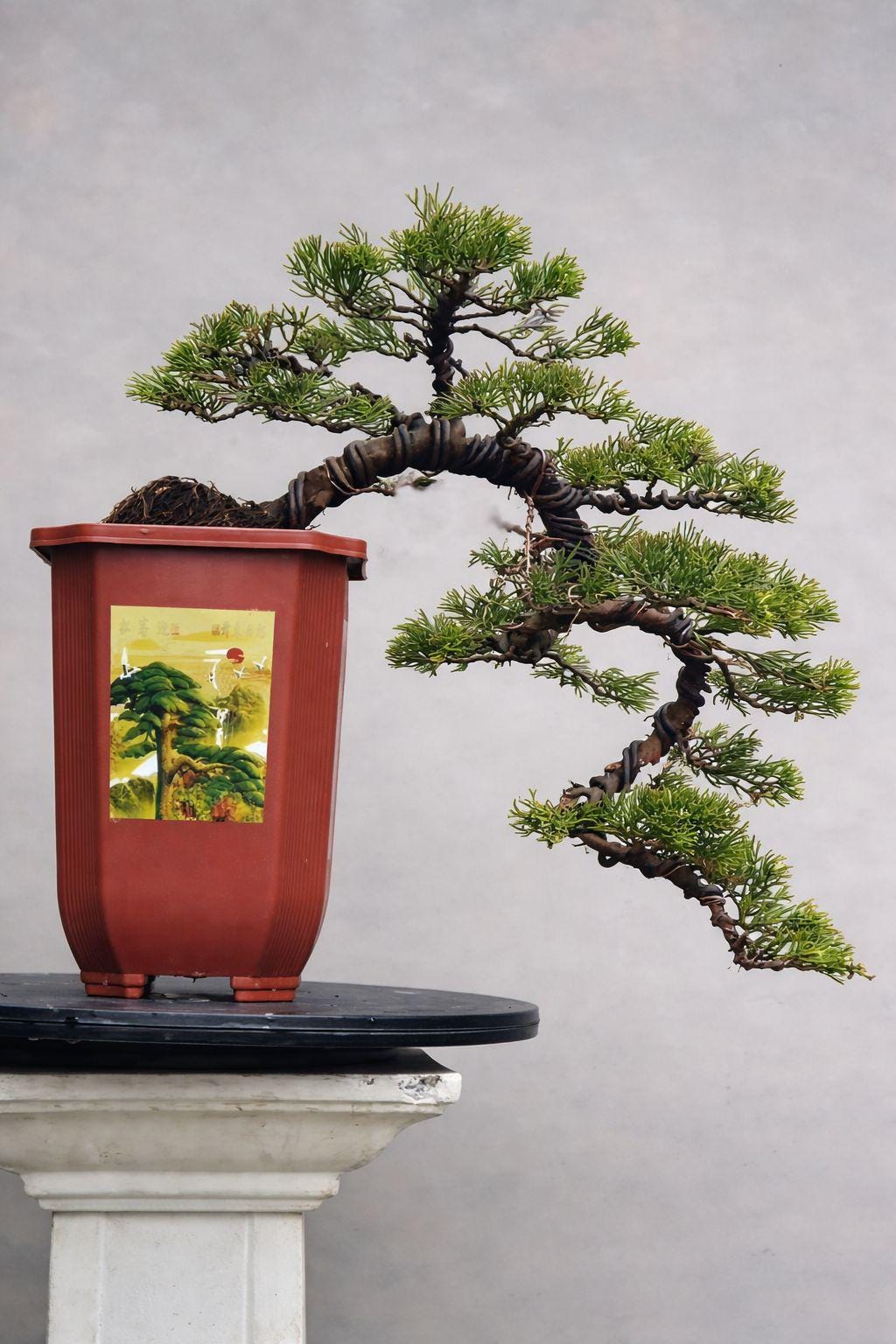 bonsai gärtnerei in der nähe Ilex crenata Kinme' Bonsai