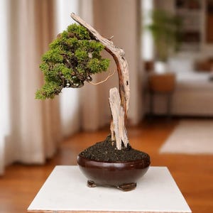 Verklig bild Bonsaiträd Juniperus Sarghenti Död ved: Liten storlek