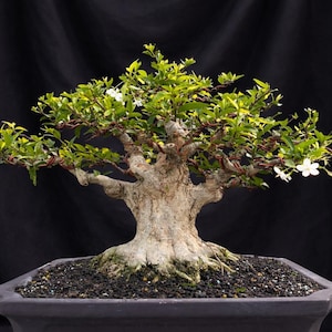 Real Pict Wrightia Religiosa Bonsai Tree : Small Size