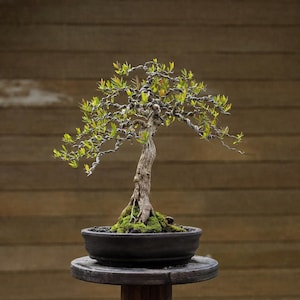 Puede incluir: Un pequeño bonsái con tronco y ramas retorcidas, en una maceta de cerámica negra. El árbol tiene pequeñas hojas verdes y está colocado sobre un soporte de madera. El fondo es una pared de madera.