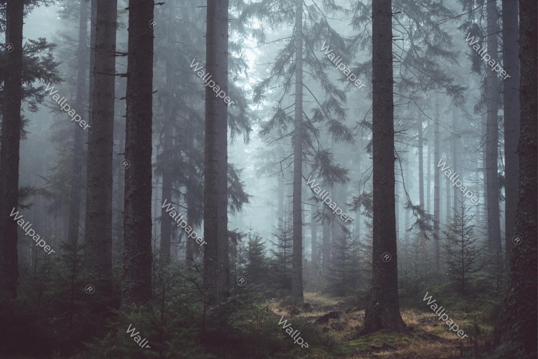 Misty Forest Wall Mural, Foggy Pine Tree Wallpaper, Moody Woodland ...