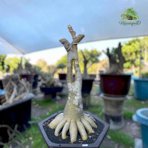 Op de afbeelding: Een woestijnroos bonsaiplant met een dikke, lichtgekleurde, bolvormige caudex-basis en meerdere wortelachtige uitsteeksels, geplant in een donkere zeshoekige pot. De stam splitst zich bovenaan in twee takken, vastgezet met dun zilverdraad.