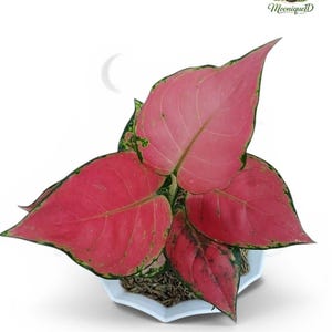 Pode incluir: Uma planta Aglaonema com folhas vibrantes cor-de-rosa em forma de coração, com margens verdes finas e nervuras visíveis. A planta está num vaso branco em forma de estrela com terra castanha. O logótipo MooniqueID é visível no canto superior direito.