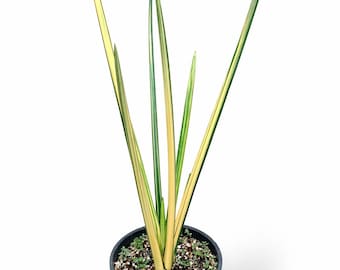 Sansevieria Pencil Variegada Planta de serpiente única