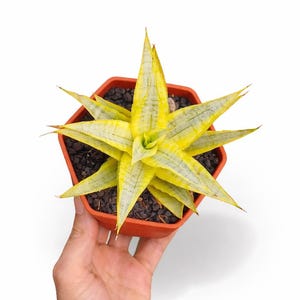 Sansevieria Céleri doux panaché unique plante serpent