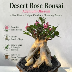 Op de afbeelding: Een woestijnroos bonsai Adenium Obesum plant met een dikke, getextureerde caudex, groene bladeren en roze bloemen. De tekst op de afbeelding luidt: Desert Rose Bonsai, Adenium Obesum, Live Plant, Unique Caudex, Blooming Beauty, Beautiful Pink Blooms, Unique Caudex Shape, Easy to Care & Drought Tolerant, Perfect for Home Decor or Gifts.