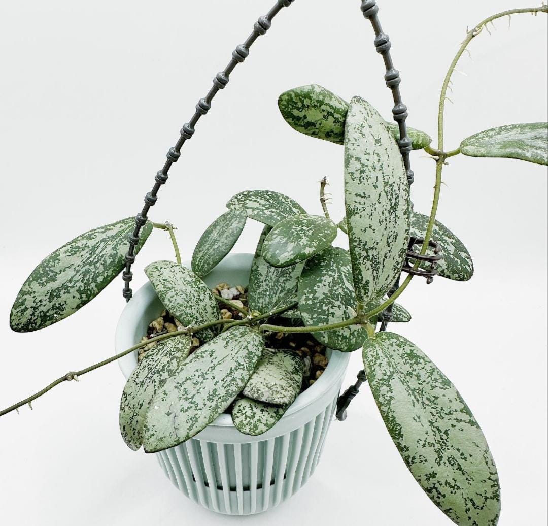 Hoya glabra - Etsy 日本