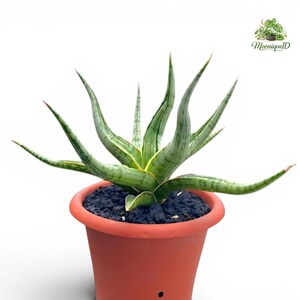 May include: A Sansevieria plant with pointed, variegated light green and silver leaves featuring dark green horizontal stripes. The plant is potted in a terracotta-colored plastic container filled with dark, coarse, porous potting soil.