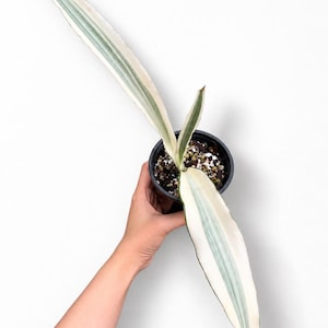Sansevieria Beauty Queen - Etsy