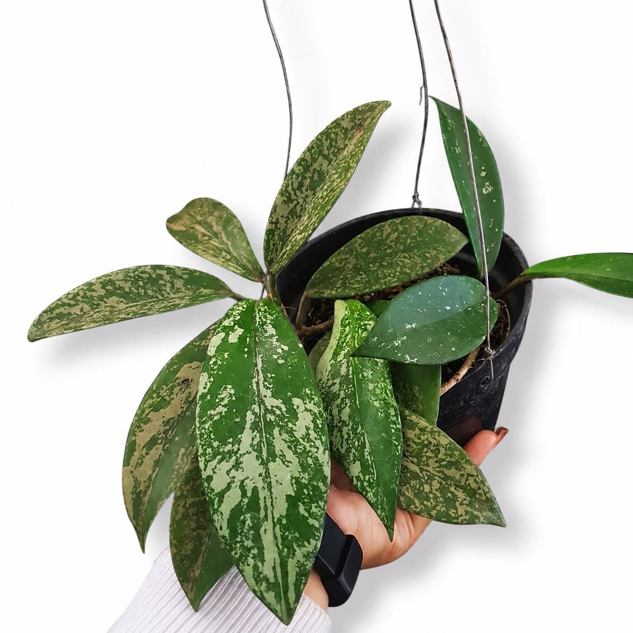 Hoya pubicalyx - Etsy 日本