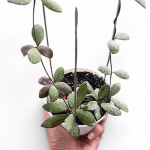 Hoya Kalimantan Mini - Etsy