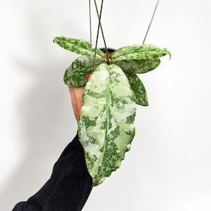 Hoya undulata - Etsy 日本