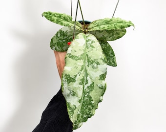 Hoya Undulata Splash seltene Unikat Dschungelpflanze