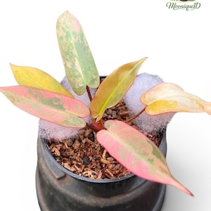 Philodendron atabapoense - Etsy 日本
