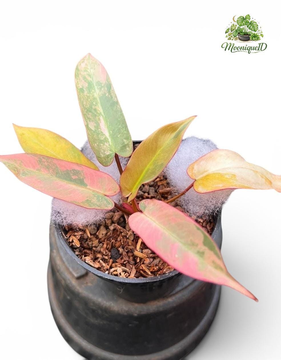 Philodendron atabapoense - Etsy 日本