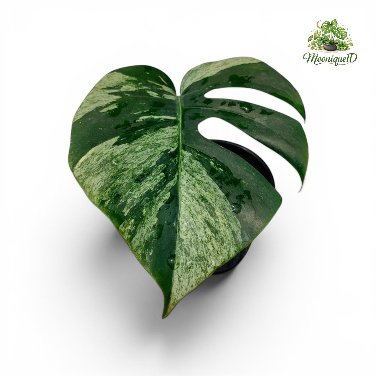 Monstera green snow - Etsy 日本
