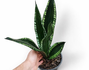 Sansevieria Whitney, planta única conhecida como Espada-de-São-Jorge