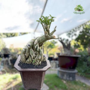 Op de afbeelding: Een woestijnroos bonsai met een dikke, knoestige, lichtgroene caudex met zichtbare wortelstructuren en kleine groene blaadjes aan de top. De plant staat in een donkerbruine, zeshoekige keramische pot gevuld met zwarte aarde.