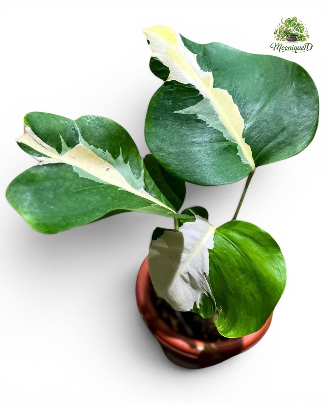 Monstera white lava - Etsy 日本